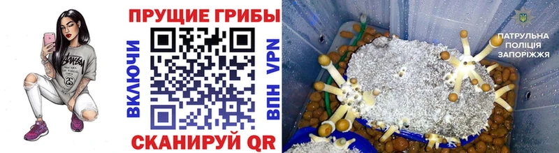 Псилоцибиновые грибы Psilocybe  Верея 